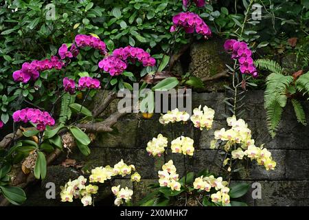 Nanning, China. April 2024. Besucher sehen am 12. April 2024 eine Orchideenausstellung in voller Blüte in Nanning, China. (Foto: Costfoto/NurPhoto) Credit: NurPhoto SRL/Alamy Live News Stockfoto