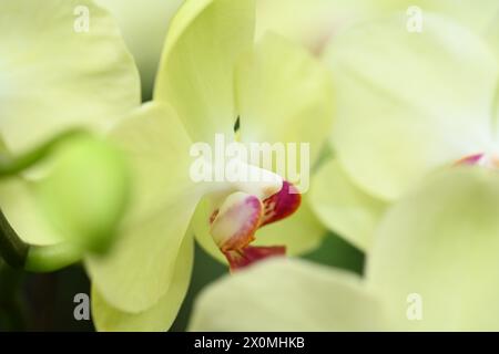 Nanning, China. April 2024. Besucher sehen am 12. April 2024 eine Orchideenausstellung in voller Blüte in Nanning, China. (Foto: Costfoto/NurPhoto) Credit: NurPhoto SRL/Alamy Live News Stockfoto