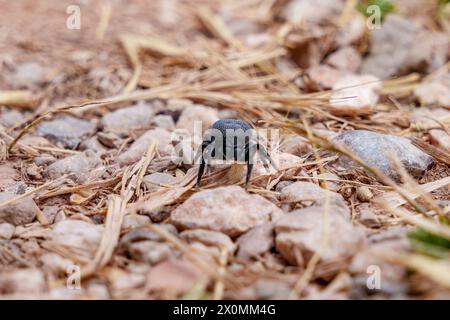 Eine schwarze Spinne, ein Arthropode und Landtier, sitzt auf einem Haufen Felsen. Dieser Schädling kann Insekten, Käfer bejagen oder sogar als Parasit wirken. Wildl Stockfoto