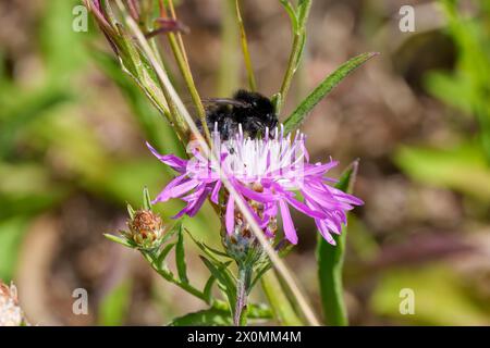 Eine Nahaufnahme eines Arthropodenbestäubers, einer Biene, auf einer violetten Blume. Die Blume ist Teil einer Landpflanze, möglicherweise einer kriechenden Distel, mit lebendigem Stockfoto