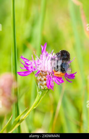 Eine Nahaufnahme eines Arthropodenbestäubers, einer Biene, auf einer violetten Blume. Die Blume ist Teil einer Landpflanze, möglicherweise einer kriechenden Distel, mit lebendigem Stockfoto