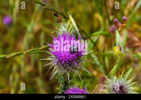 Eine Nahaufnahme eines Arthropodenbestäubers, einer Biene, auf einer violetten Blume. Die Blume ist Teil einer Landpflanze, möglicherweise einer kriechenden Distel, mit lebendigem Stockfoto