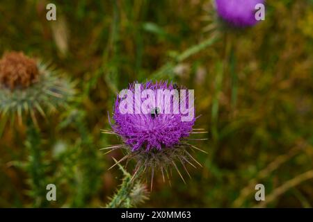 Eine Nahaufnahme eines Arthropodenbestäubers, einer Biene, auf einer violetten Blume. Die Blume ist Teil einer Landpflanze, möglicherweise einer kriechenden Distel, mit lebendigem Stockfoto