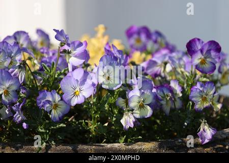 Viola Tricolor (Viola Tricolor) Blüten Stockfoto