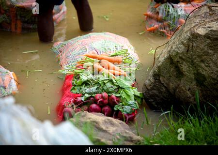 Die Bauern verwenden ihre starken Hände, um nach der Ernte im Fluss frische Karotten und Rüben zu reinigen Stockfoto