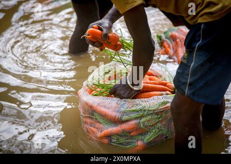 Die Bauern verwenden ihre starken Hände, um frische Karotten nach der Ernte im Fluss zu reinigen Stockfoto