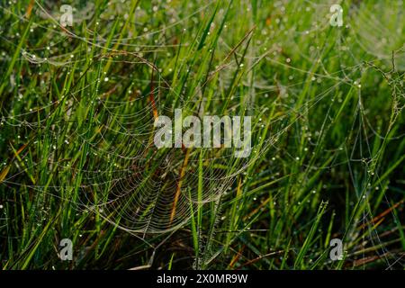 Der Wassertropfen mit einem verlassenen Spinnennetz ist nach dem Regen im tiefen Wald eine Tautdecke Stockfoto