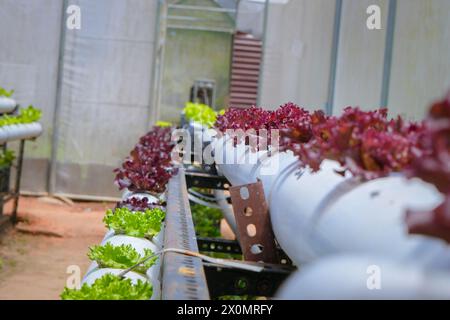 Hütte der Vertikulturfarm, rotes Pflanzengemüse vertikal in gebrauchten Rohren und Eimern in Nuwara Eliya Vegitable Farm Stockfoto