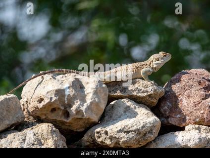 Cyprus Rock Agama, (Stellagama stellio cypriaca) Alert, auf einer Steinmauer, Paphos Cyprus. Stockfoto