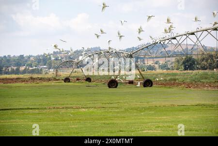 Johannesburg. April 2024. Dieses am 12. April 2024 aufgenommene Foto zeigt die Bewässerungsanlage auf einem kreisrunden Feld im Vorort Johannesburg, Südafrika. Quelle: Zhang Yudong/Xinhua/Alamy Live News Stockfoto