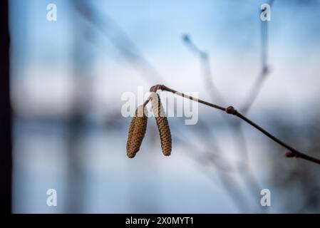 Nahaufnahme von Katzenkindern an einem gewöhnlichen Haselbaum, corylus avellana Stockfoto