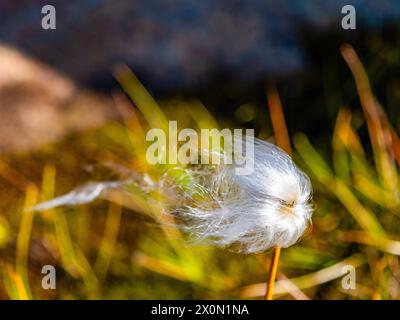 Schmalblättriges Baumwollgras (Eriophorum angustifolium). Stockfoto