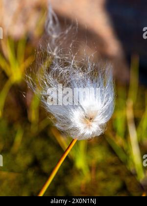 Schmalblättriges Baumwollgras (Eriophorum angustifolium). Stockfoto