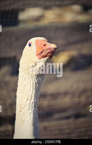 Hausgans. Lustiges Porträt eines Tieres auf einem Bauernhof. Stockfoto