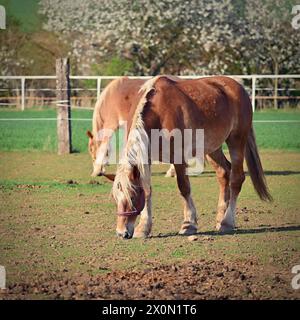 Schöne Pferde in einem Korral auf einem Bauernhof im Frühling. Rasse - Hafling Stockfoto