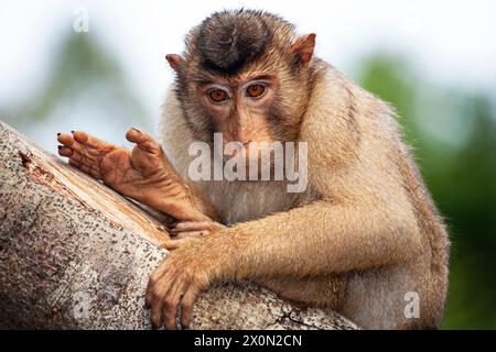 Schweineschwanzmakaken (macaca nemestrina). Borneo Malaysia Stockfoto