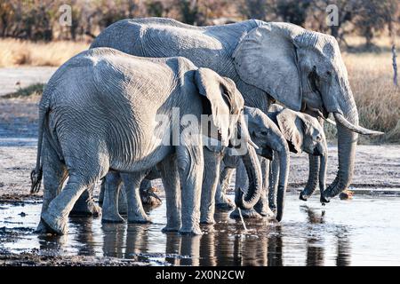 Elefantenfamilien trinken. Okavango Delta Stockfoto