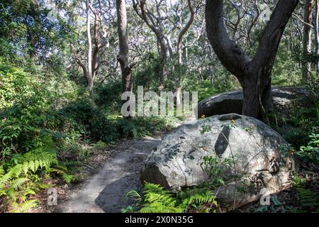 Bradleys Head Wanderweg am Nordufer des Hafens von Sydney, ist Teil des 80 km langen Bondi to Manly Wanderwegs, bietet Blick auf den Hafen und die Stadt, Sydney Stockfoto