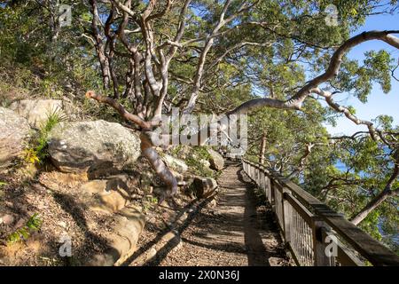 Bradleys Head Wanderweg am Nordufer des Hafens von Sydney, ist Teil des 80 km langen Bondi to Manly Wanderwegs, bietet Blick auf den Hafen und die Stadt, Sydney Stockfoto