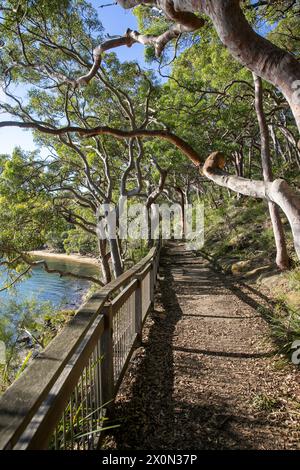 Bradleys Head Wanderweg am Nordufer des Hafens von Sydney, ist Teil des 80 km langen Bondi to Manly Wanderwegs, bietet Blick auf den Hafen und die Stadt, Sydney Stockfoto