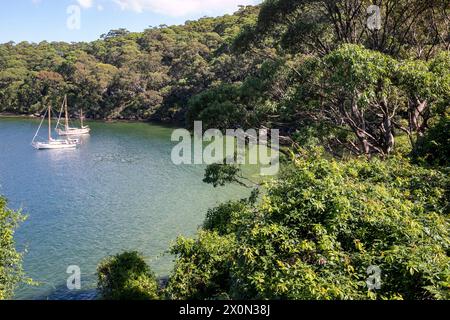 Taylors Bay am unteren Nordufer in Mosman Sydney, einer abgeschiedenen Bucht, die bei Yachten vor dem Bondi to Manly Scenic Walk in Sydney, NSW, Australien beliebt ist Stockfoto