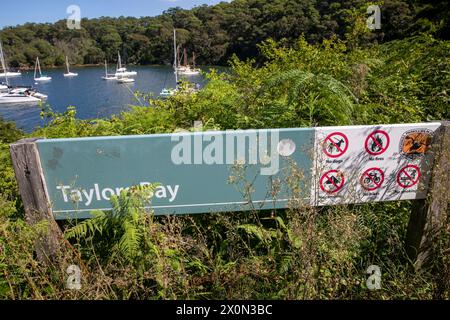 Taylors Bay am Hafen von Sydney, Teil der unteren Nordküste und zugänglich über den malerischen Wanderweg Bondi to Manly in Mosman, Sydney, NSW, Australien Stockfoto