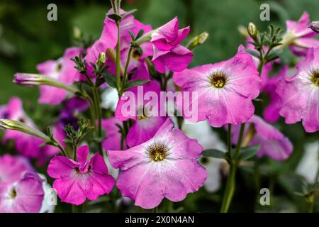 Farbenfrohe Blumen in Al Khobar Seaside Parks, Saudi-Arabien - Tiefenansicht. Stockfoto