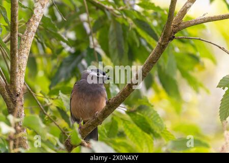 Sibia mit weißem Ohr auf einem Baum in den Bergen Taiwans Stockfoto