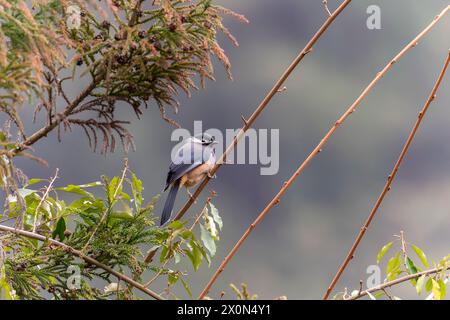 Sibia mit weißem Ohr auf einem Baum in den Bergen Taiwans Stockfoto