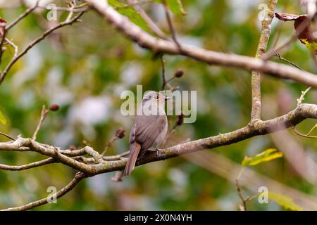 Taiwan lebendige Niltava-Weibchen auf einem Baum mit roten Früchten im Berg Taiwans Stockfoto