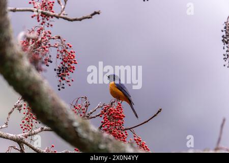 Taiwan lebhafte Niltava, die auf einem Baum mit roten Früchten im Berg Taiwans thront Stockfoto