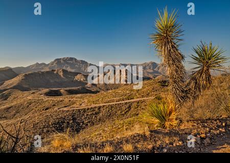 Yuccas, Chinati Peak, Chinati Mountains, Future State Park, Sonnenaufgang, über Pinto Canyon, Pinto Canyon Road, Big Bend Country, Texas, USA Stockfoto