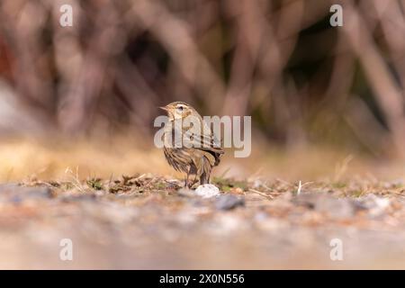 Pipit mit Olivenboden auf dem Boden im Wald von Taiwan Stockfoto