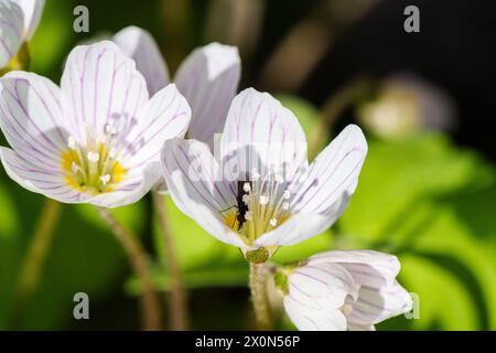 Ein Makrofoto, das eine weiße Wildblume mit einem leuchtenden gelben Zentrum zeigt. Diese krautige Pflanze ist eine schöne Ergänzung für jeden Garten oder Boden Stockfoto
