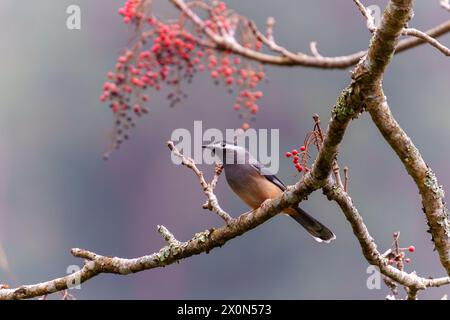 Sibia mit weißem Ohr auf einem Baum in den Bergen Taiwans Stockfoto