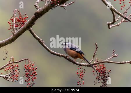 Sibia mit weißem Ohr auf einem Baum in den Bergen Taiwans Stockfoto