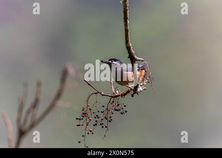 Sibia mit weißem Ohr auf einem Baum in den Bergen Taiwans Stockfoto