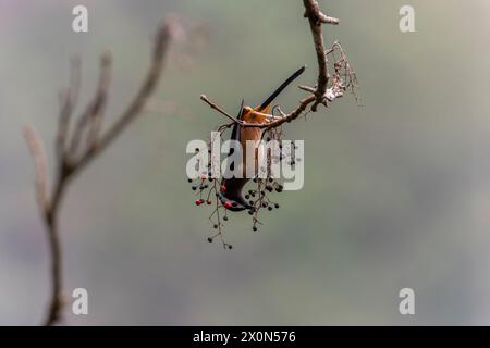 Sibia mit weißem Ohr auf einem Baum in den Bergen Taiwans Stockfoto