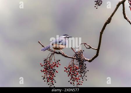 Sibia mit weißem Ohr auf einem Baum in den Bergen Taiwans Stockfoto