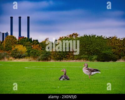 Wilde Greylag-Gänse Anser auf offenem Feld vor Industrieschornstein in Kopenhagen Dänemark Stockfoto