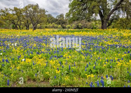 Texas Bluebonnets und Grundstücke blühen im März, Field at Willow City Loop, in Hill Country, nahe Fredericksburg, Texas, USA Stockfoto