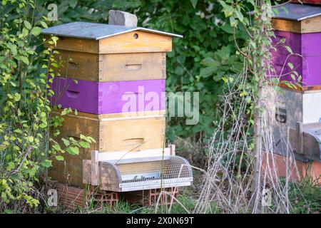 Holzbeuten mit einem lila lackierten Zwerch in einer Gartenimkerei Stockfoto