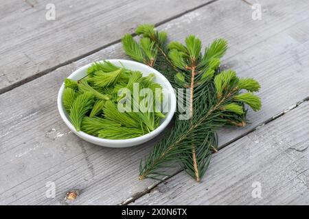 Frische Knospen auf einem Fichtenzweig im Frühjahr auf hölzernem Hintergrund Stockfoto