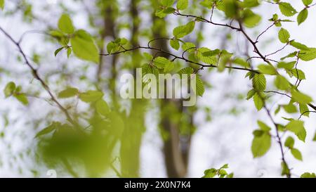 Frische grüne Blätter an einer Buche im Frühling im Wald. Stockfoto
