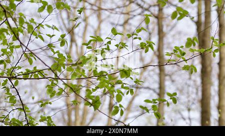 Frische grüne Blätter an einer Buche im Frühling im Wald. Stockfoto