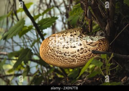 Pilzpilz wächst auf einem Baumstamm in einem üppig grünen Waldbeet Stockfoto