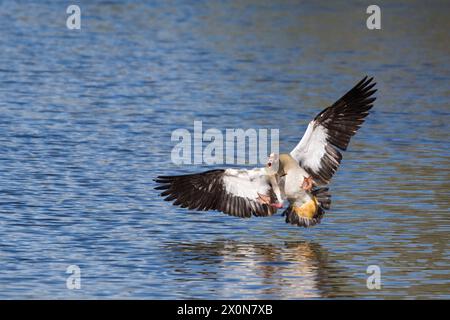 Männliche ägyptische Gans mit gespreizten Flügeln und hochgezogenen Beinen, da sie fast bereit ist, in einem verrückten Winkel auf dem Wasser zu landen Stockfoto