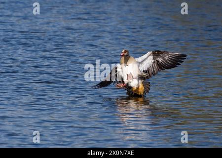 Männliche ägyptische Gans landen auf dem Wasser mit gespreizten Flügeln und Füßen in der Luft Stockfoto