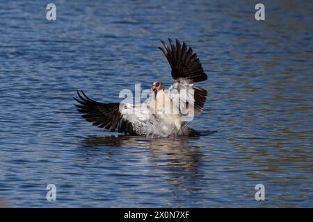 Männliche ägyptische Gans landen auf dem Wasser mit ausgebreiteten Flügeln und spritzen Stockfoto