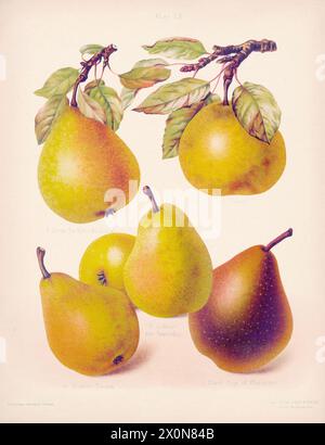 Vintage Birne Illustration. Botanische Kunst aus einem Buch mit farbigen Figuren und Beschreibungen der angesehensten Äpfel- und Birnenarten. Kreis Stockfoto